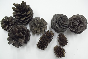 名都借産 木の枝